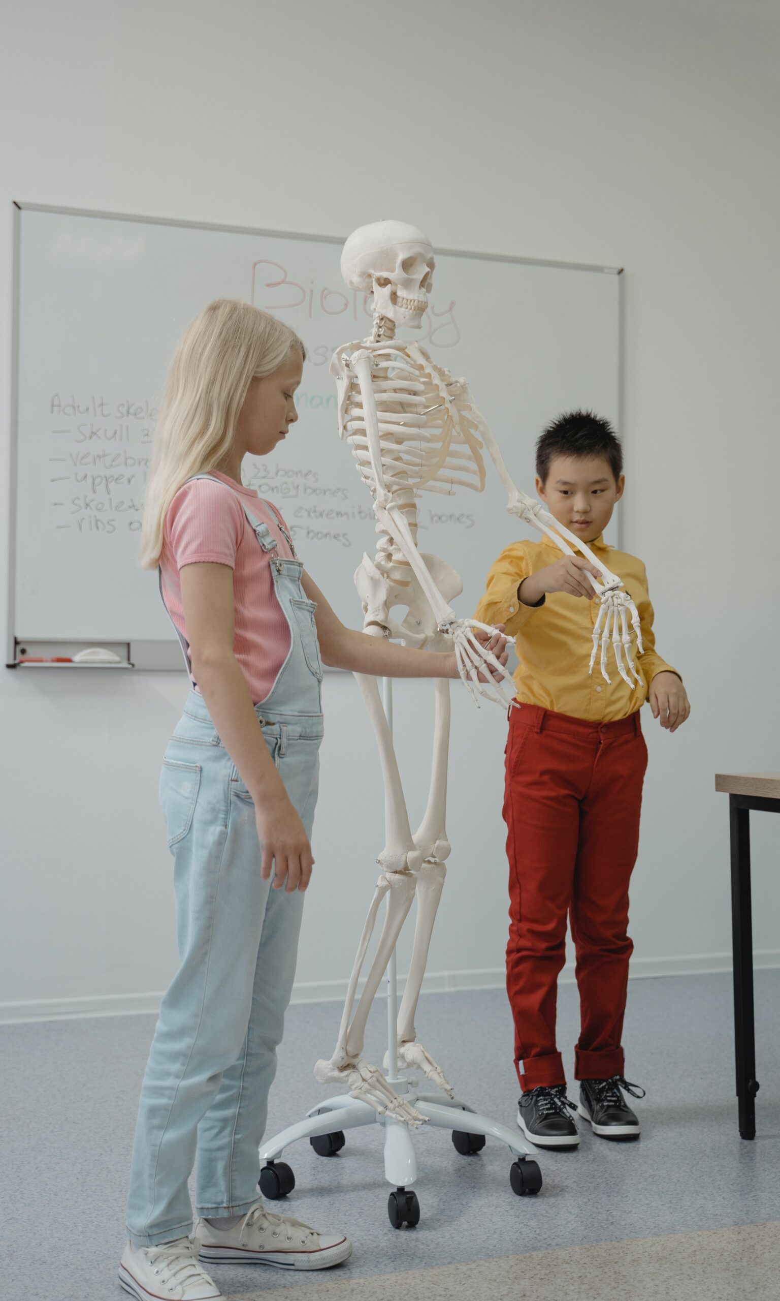 Two students with a skeleton giving a presentation in class.